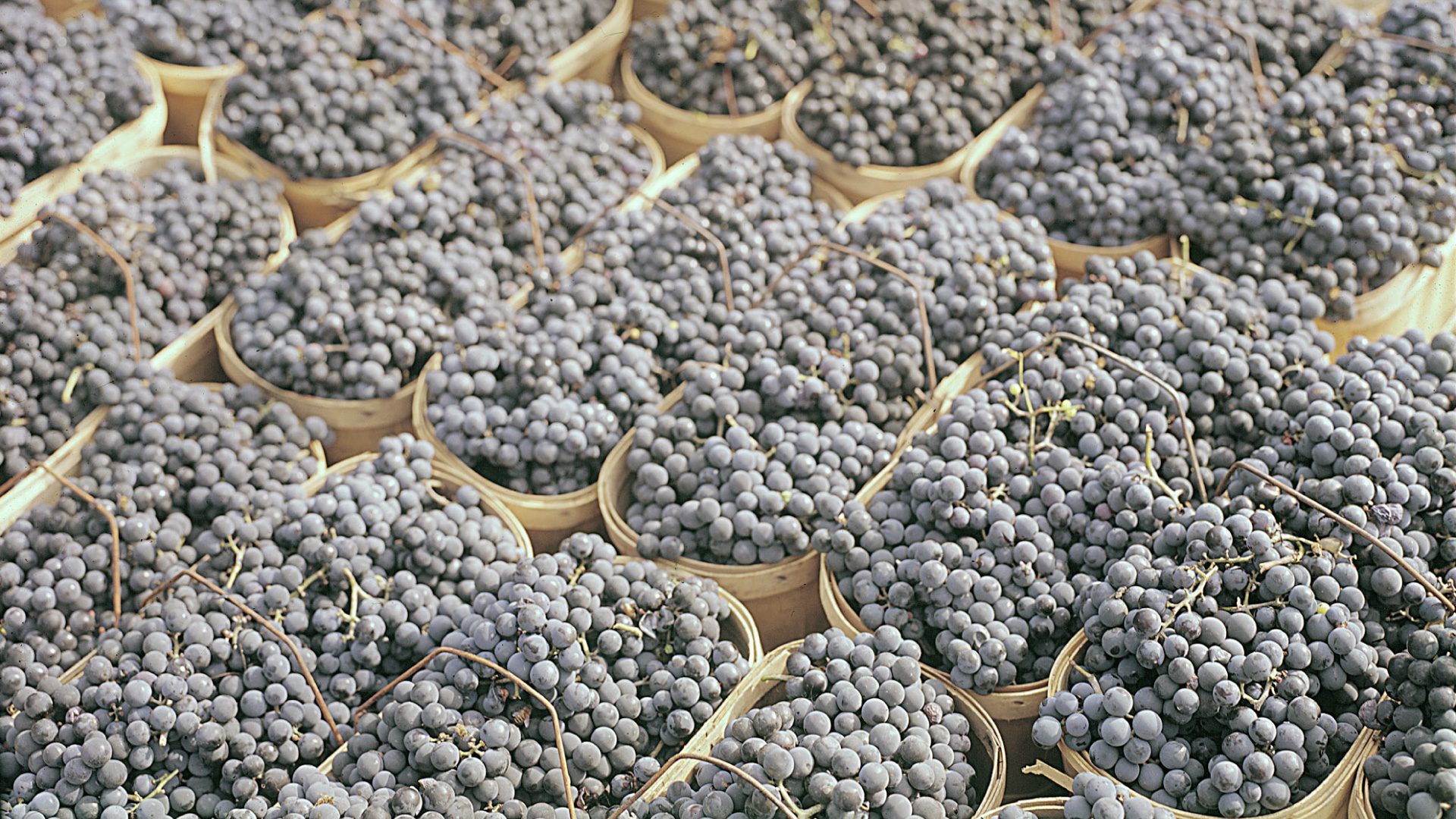 Merlot Grape Harvest
